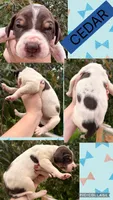 Cedar, a male Great Dane for sale in Bolivar, NY – 1 of 1