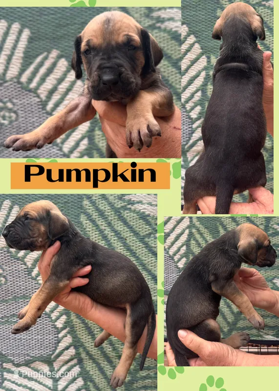 PUMPKIN – Great Dane puppy for sale in Bolivar, NY