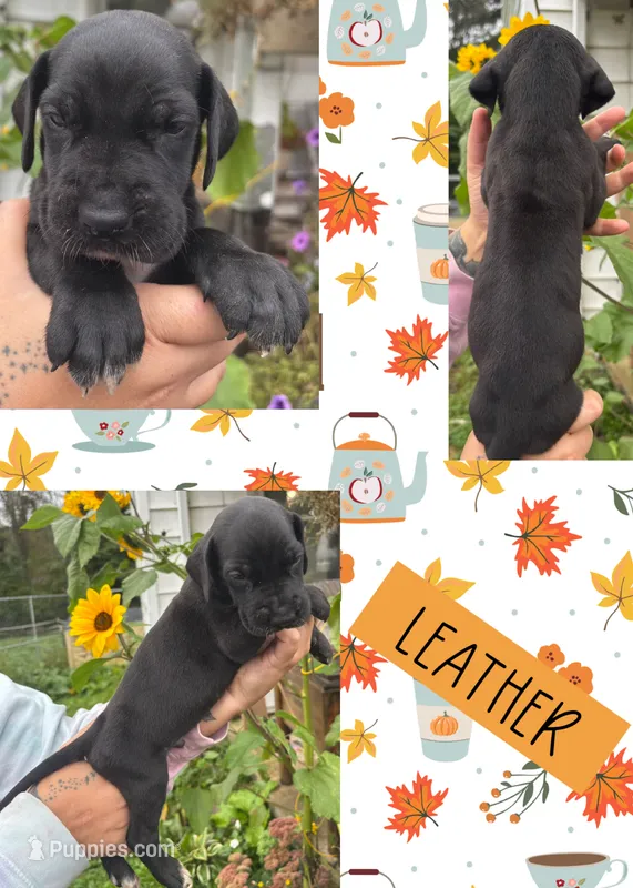 LEATHER – Great Dane puppy for sale in Bolivar, NY