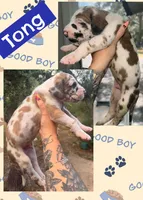 Tong, a male Great Dane for sale in Bolivar, NY – 1 of 1