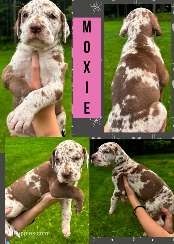 MOXIE – Great Dane puppy for sale in Bolivar, NY