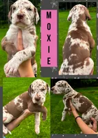 MOXIE, a female Great Dane for sale in Bolivar, NY – 1 of 1