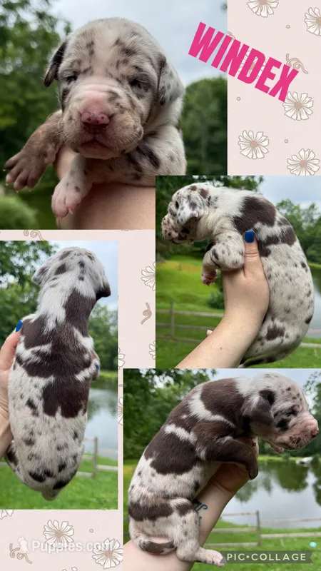 Windex – Great Dane puppy for sale in Bolivar, NY