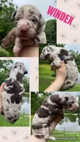 Windex, a female Great Dane for sale in Bolivar, NY – 1 of 1