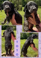 TOTO, a female Great Dane for sale in Bolivar, NY – 1 of 5