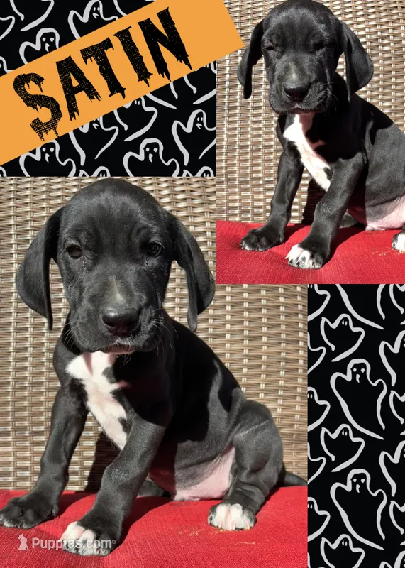 SATIN – Great Dane puppy for sale in Bolivar, NY