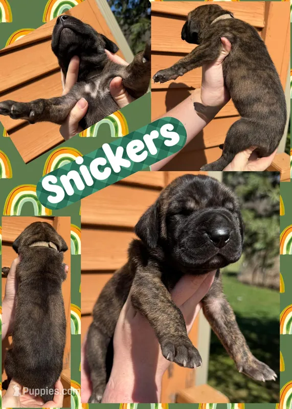 snickers – Great Dane puppy for sale in Bolivar, NY