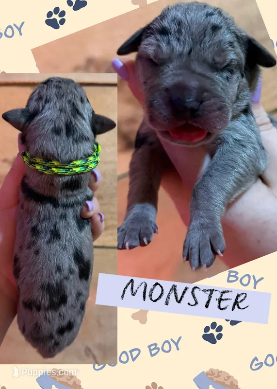 MONSTER – Great Dane puppy for sale in Bolivar, NY