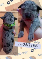 MONSTER, a male Great Dane for sale in Bolivar, NY – 1 of 1