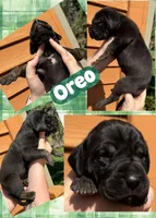 oreo, a female Great Dane for sale in Bolivar, NY – Photo 3 of 5