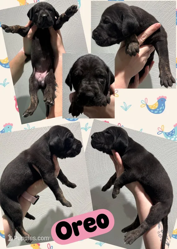 oreo – Great Dane puppy for sale in Bolivar, NY
