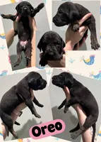 oreo, a female Great Dane for sale in Bolivar, NY – Photo 2 of 5