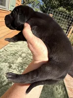 oreo, a female Great Dane for sale in Bolivar, NY – Photo 1 of 2