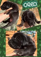 oreo, a female Great Dane for sale in Bolivar, NY – Photo 2 of 2