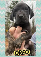 oreo, a female Great Dane for sale in Bolivar, NY – Photo 1 of 5
