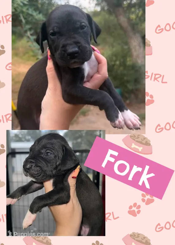 Fork – Great Dane puppy for sale in Bolivar, NY