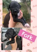 Fork, a female Great Dane for sale in Bolivar, NY – 1 of 1
