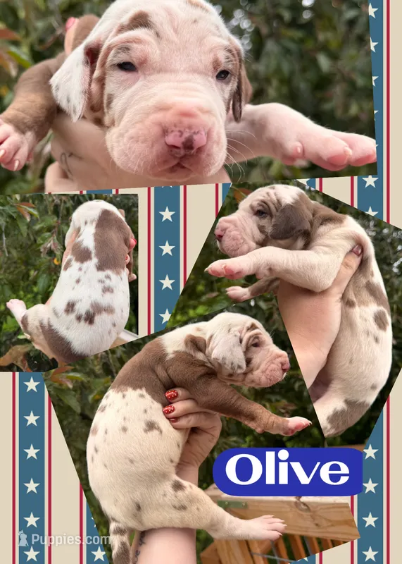 Olive  – Great Dane puppy for sale in Bolivar, NY