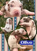 Olive , a male Great Dane for sale in Bolivar, NY – 1 of 1