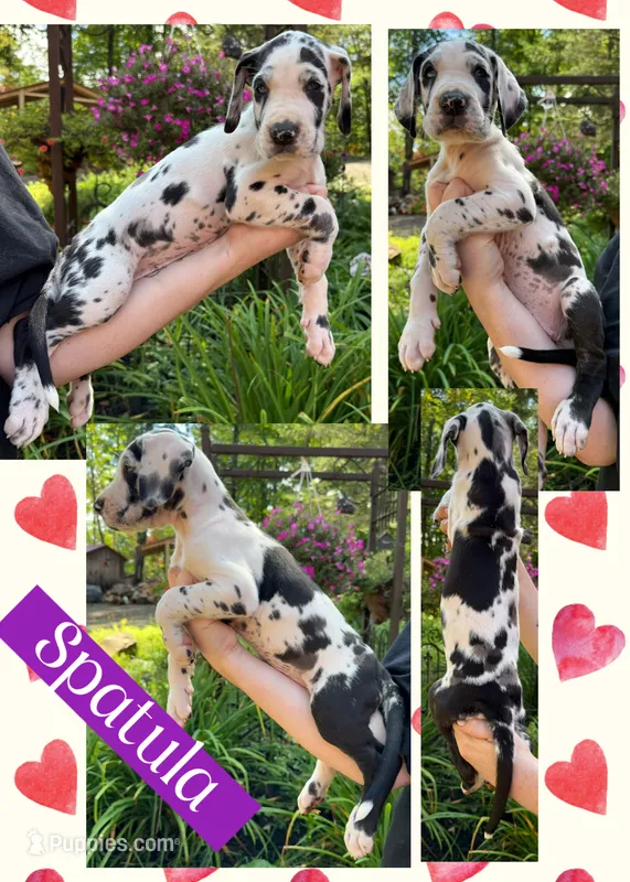SPATULA – Great Dane puppy for sale in Bolivar, NY