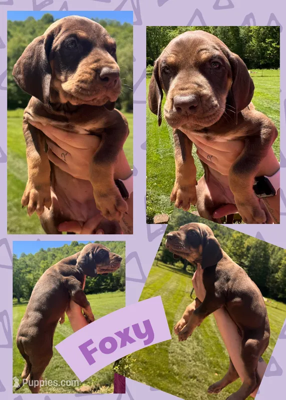 FOXY – Great Dane puppy for sale in Bolivar, NY