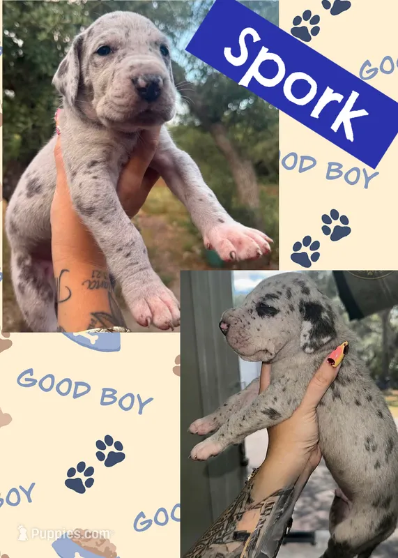 Spork – Great Dane puppy for sale in Bolivar, NY