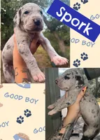Spork, a female Great Dane for sale in Bolivar, NY – 1 of 1