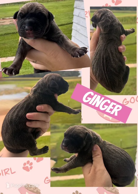 GINGER – Great Dane puppy for sale in Bolivar, NY