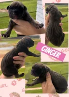 GINGER, a female Great Dane for sale in Bolivar, NY – 1 of 1