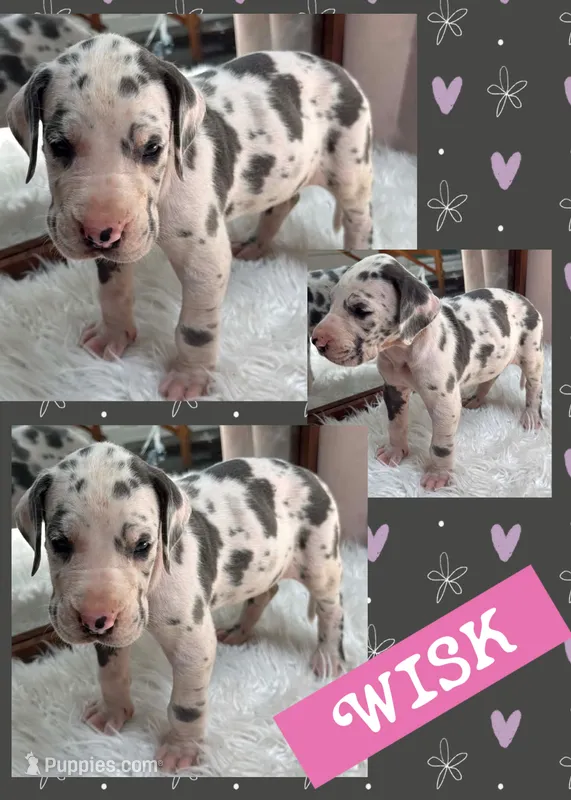 Wisk – Great Dane puppy for sale in Bolivar, NY