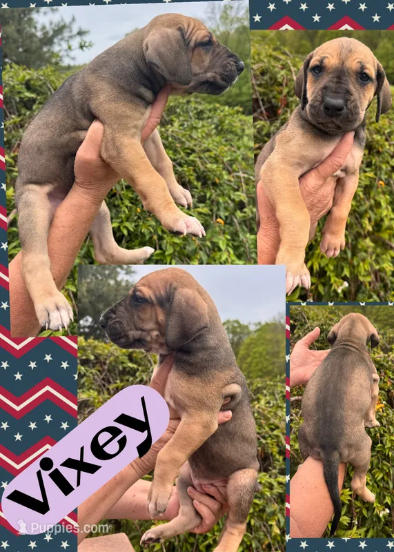 Vixey – Great Dane puppy for sale in Bolivar, NY