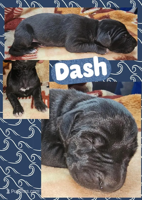 DASH – Great Dane puppy for sale in Bolivar, NY