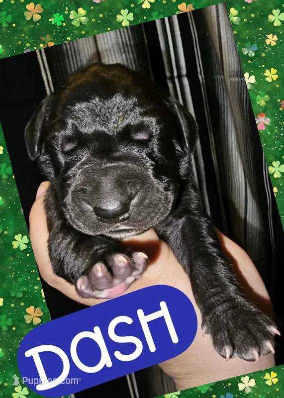 DASH – Great Dane puppy for sale in Bolivar, NY