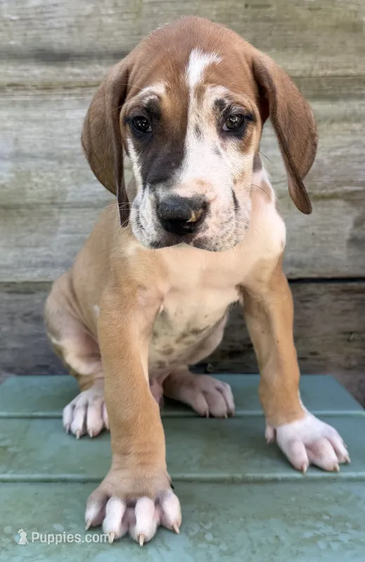 Sifter  – Great Dane puppy for sale in Bolivar, NY