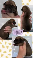 Tequlia, a female Great Dane for sale in Bolivar, NY – 1 of 1