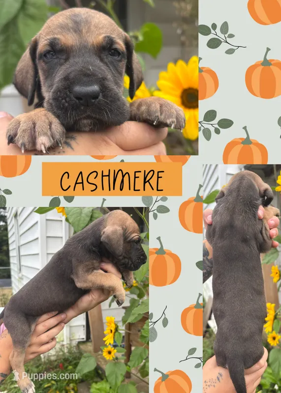 CASHMERE – Great Dane puppy for sale in Bolivar, NY