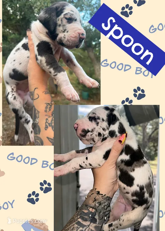 Spoon – Great Dane puppy for sale in Bolivar, NY