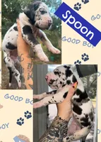 Spoon, a female Great Dane for sale in Bolivar, NY – 1 of 1
