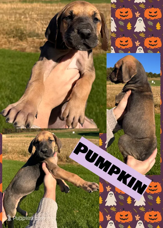 PUMPKIN – Great Dane puppy for sale in Bolivar, NY