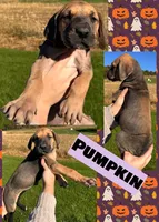 PUMPKIN, a female Great Dane for sale in Bolivar, NY – 1 of 3
