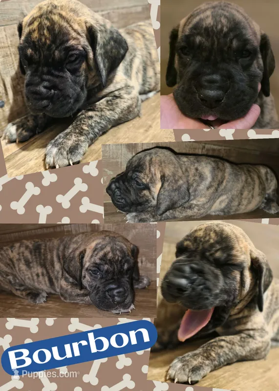 Bourbon – Great Dane puppy for sale in Bolivar, NY