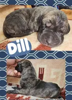 Dill, a male Great Dane for sale in Bolivar, NY – Photo 1 of 2