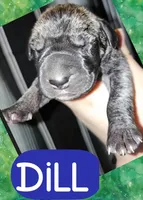 Dill, a male Great Dane for sale in Bolivar, NY – Photo 2 of 2