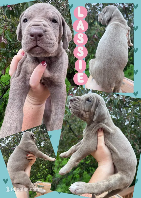 Lassie – Great Dane puppy for sale in Bolivar, NY