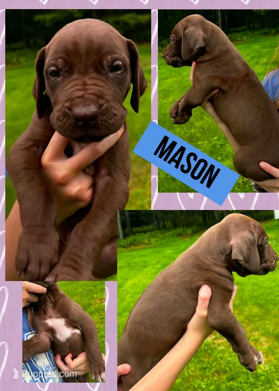 Mason – Great Dane puppy for sale in Bolivar, NY