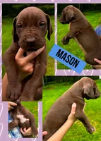 Mason, a male Great Dane for sale in Bolivar, NY – 1 of 1