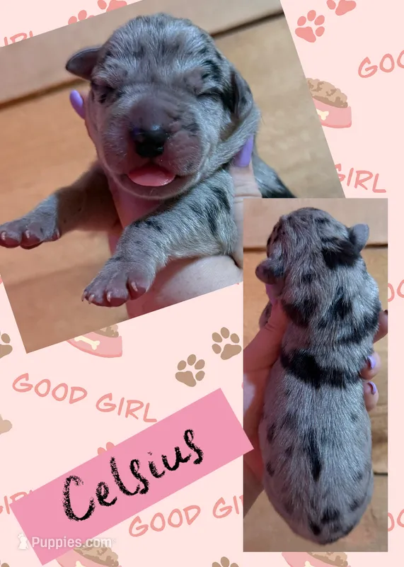 CELSIUS – Great Dane puppy for sale in Bolivar, NY