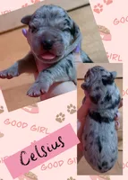 CELSIUS, a female Great Dane for sale in Bolivar, NY – 1 of 1
