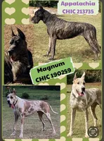 RUFFLES, a male Great Dane for sale in Bolivar, NY – Photo 2 of 2