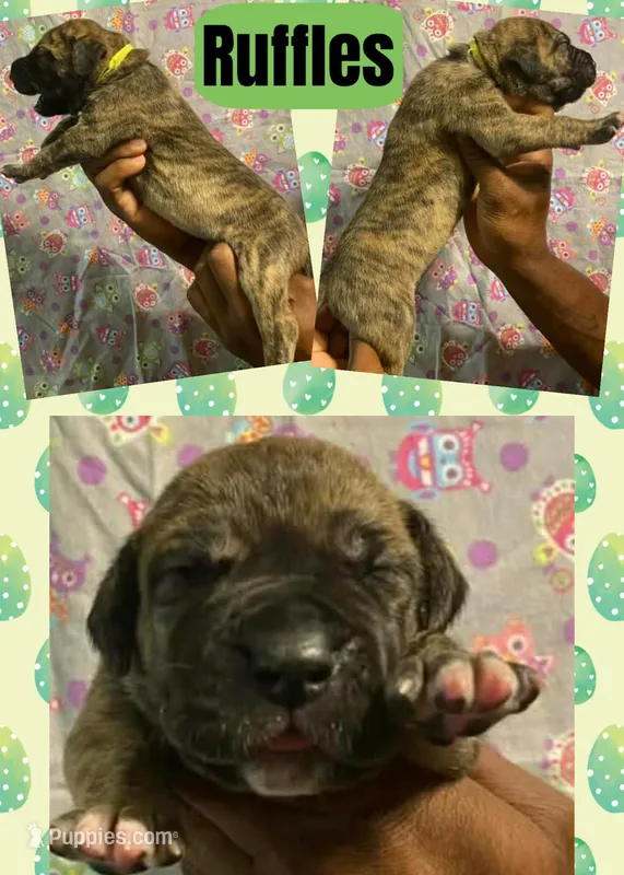 RUFFLES – Great Dane puppy for sale in Bolivar, NY